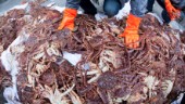 Stort sug efter norska skaldjur