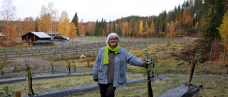 Sveriges nordligaste äppelodling finns i Älvsbyn – de har 530 äppelträd: "Vi gillar att plantera"