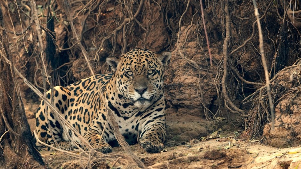 En jaguar i ett nyligen eldhärjat område i Pantanal, Brasilien, i september 2020. De rekordstora bränderna, som dödade cirka 17 miljoner ryggradsdjur, var delvis en effekt av en svårartad torka.