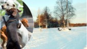 Nämnden säger ja till hundrastgård i Piteå: "Det är dags nu" • Här är den tänkta placeringen