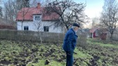 Stängslet stoppade inte svinen: Arne fick 2000 kvm trädgård uppbökad