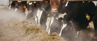 Norrmejerier sänker ersättningen till mjölkbönderna