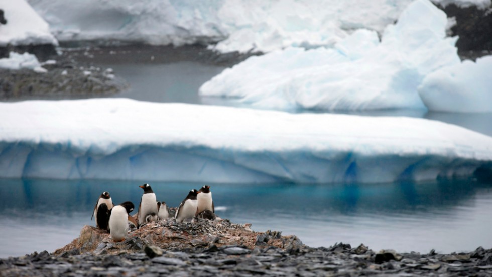 Fem månader med pingviner i Antarktis, det är en av förmånerna med jobbet på postkontoret i Port Lockroy. Arkivbild.