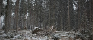 Omfattande skador på skogen i Åtvid efter stormarna – kamp mot klockan att röja innan baggarna svärmar