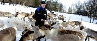 Samebyn förlorar vindkraftsstriden: EU-domstolen hoppet