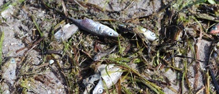 Döda fiskar spolades upp på stranden