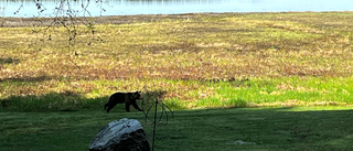 Bear fright north of Skellefteå: "Very scary"