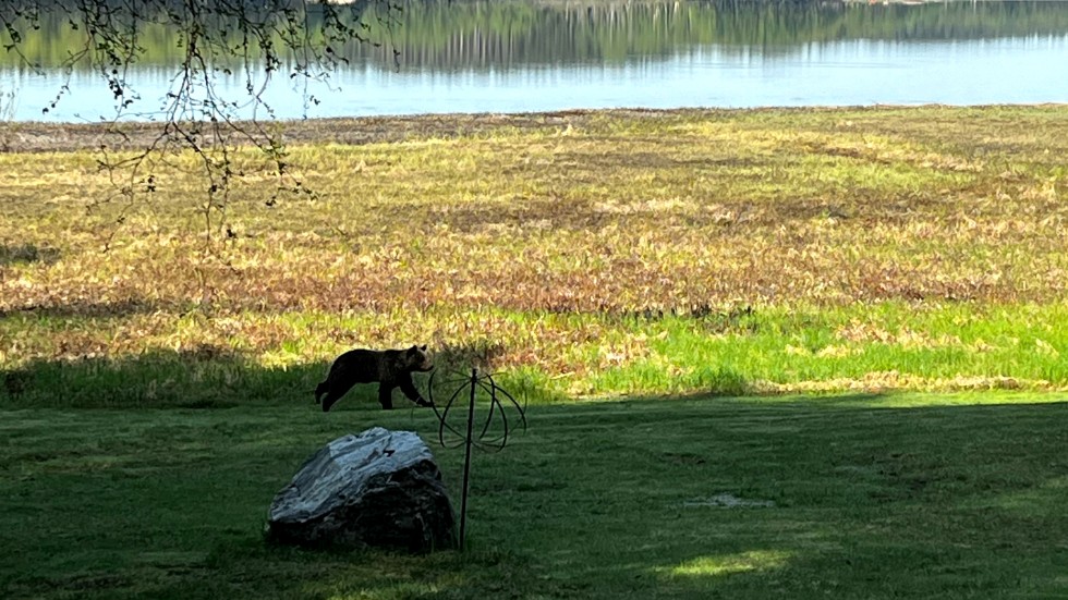 The bear was running across a field in Höglandsnäs when Petra Lindgren got a picture of it.