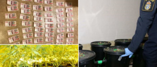 Polisernas luktsinne avslöjade cannabisodling