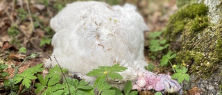 Angelicas makabra skogsfynd i Kjula: Döda tamfåglar