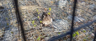 Fåglar dog i mjärdar på land – nu är fällorna borta