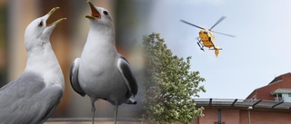 ”Vi befarar helikopterhaveri” – vill ha skyddsjakt vid lasarettet
