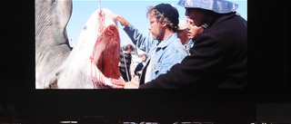 "Hajen"-fotograf död – hyllas av Spielberg