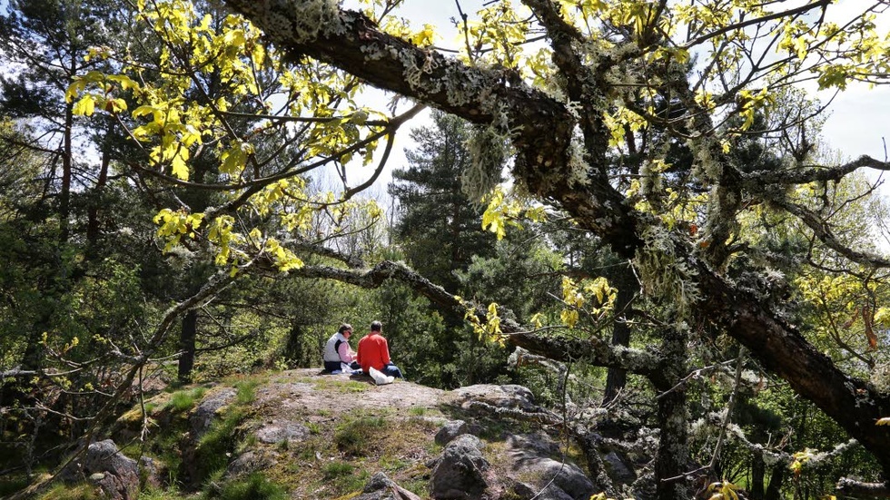 Natur. Eklandskapet utanför Linköping är ett naturområde som måste skyddas och utvecklas, anser MP.