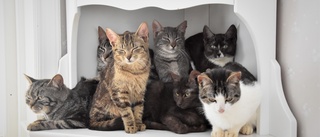 26 katter har hittats – men det kan finnas fler