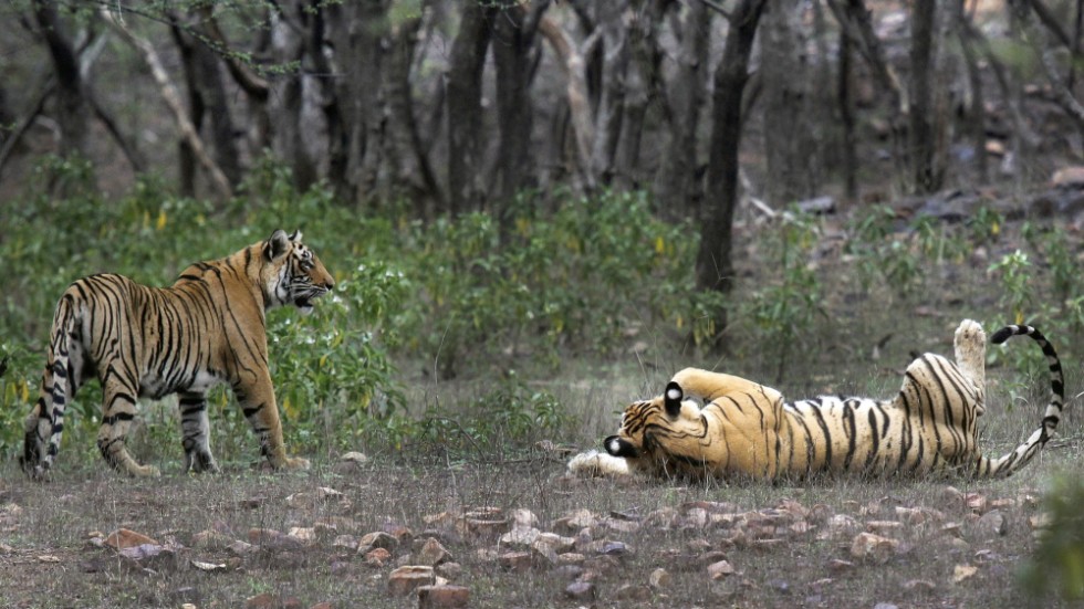 Tigrar i Ranthambore nationalpark i Sawai Madhopur, Indien. Landets bevarandeprogram för tigern fyller 50 år den 9 april 2023. Arkivbild.