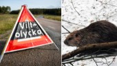Udda viltolyckan – bilist krockade med bäver