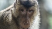 Sri Lanka vill sälja 100 000 apor