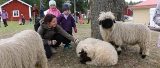 Många ville gosa med fåren på efterlängtad Grandag