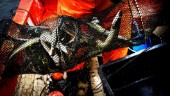 Fler fall av olagligt ålfiske