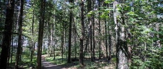 Tätortsnära skog ger fördelar