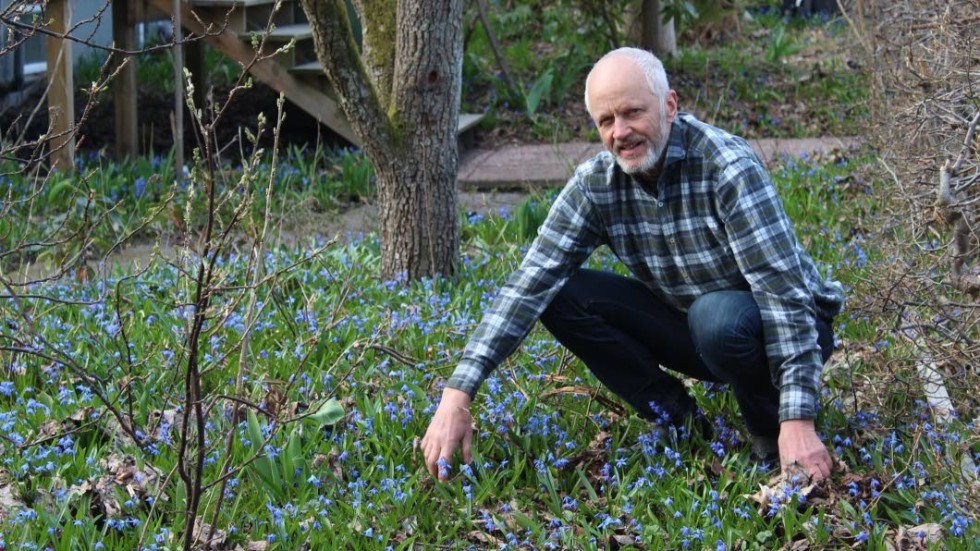 Så här års är det alldeles blått av scilla i Leif Svenssons trädgård, något som bland andra bina uppskattar.