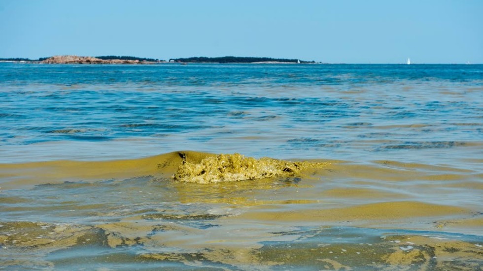 Algblomningen har inte nått kusten. Än så länge har algansamlingar endast observerats ute på öppet hav i södra Östersjön.