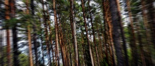 Köpläge på skog i Norrbotten