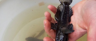 Invasiv fiskart upptäckt i Uppland