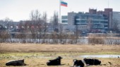 Expert: I värsta fall hotar kaos i Kaliningrad