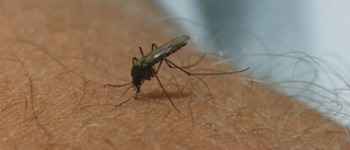 Smittspridande mygga kan finnas i Enköping