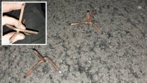 Fotanglar hittade på vägen i Övertorneå