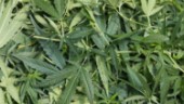 Cannabisodlare dömd till 2,5 års fängelse
