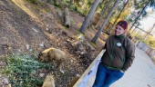 Sveriges första takiner flyttar in – i Furuviksparken: "Så nyfikna" • Då visas de för allmänheten