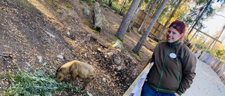Sveriges första takiner flyttar in – i Furuviksparken: "Så nyfikna" • Då visas de för allmänheten