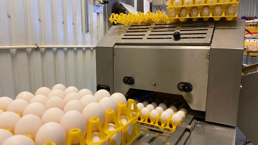 Äggen är naturligt vita och det är sällan de behöver rengöras innan packetering. "Vi städar hos hönsen varje vecka och det gör att äggen är väldigt rena", säger Nadia Al-Doori.