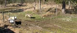 BILDEN: Här springer vargen förbi – bara 15 meter från Stefan: "Jag tror inte att man behöver vara rädd"