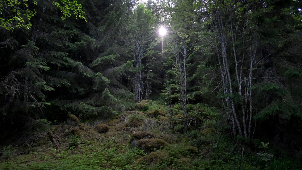 Vi måste skydda de fragment av gammelskog som ännu finns kvar och vi måste medverka till att återförvilda områden där naturen lämnas i fred och där träden får växa sig riktigt gamla, skriver Nicklas Adamsson, gruppledare för Miljöpartiet de gröna i Katrineholm.