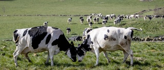 Kosttillskott till mjölkkor ska minska utsläpp