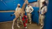 Giraffkalv lärde sig gå med ny teknik