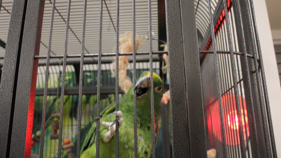 Papegojan Ernst är van vid kunderna i butiken och hälsar gärna, men lite försiktig uppmanas man att vara. 