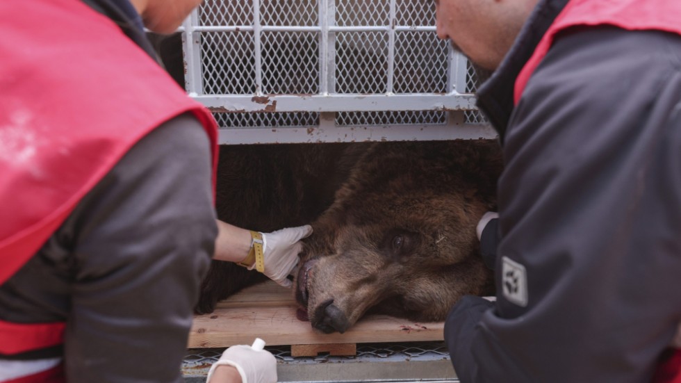 Björnen fick sövas inför transporten till Österrike under onsdagen.