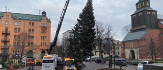 Nu står granen grön och grann på Tyska torget: "Den skulle vi bara ha"