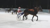 Dubbelt Skellefteå i skrällomgång på Bodentravet