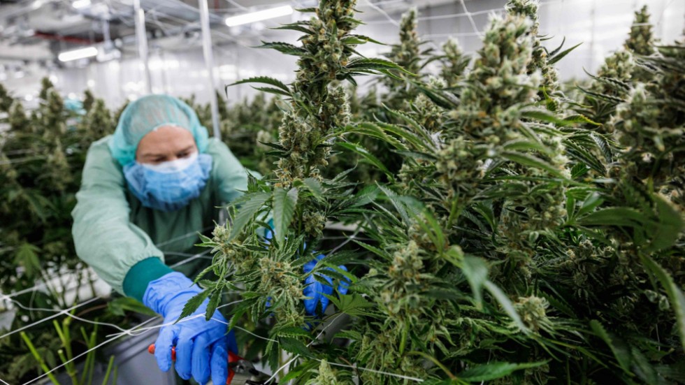 På Demecans anläggning utanför tyska Dresden odlas cannabis helt lagligt sedan ett drygt år tillbaka. Med en legalisering kan produktionen öka lavinartat. Arkivbild.