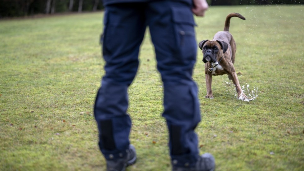 Det allra viktigaste för en polishund är att den ska ha stor arbetsvilja. Åttaåriga boxern Dundra är specialtränad för att söka efter vapen och narkotika.