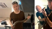 Gotlänningen lyckades fånga Skansen-ormen – Kalle hämtades med taxi för specialuppdraget • ”Jag tog den med ett nackgrepp”