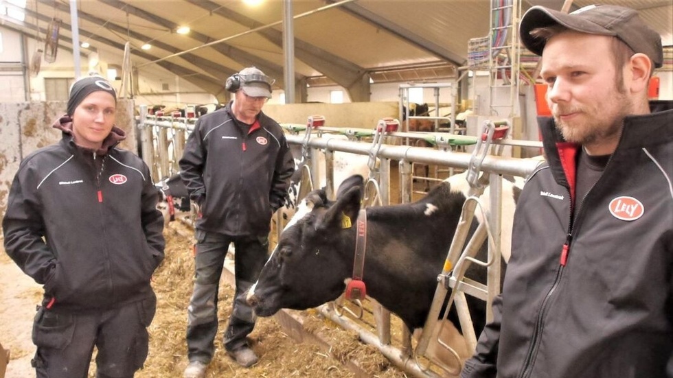 "Det är något jag verkligen vill hålla på med. Huvudsaken är mjölkproduktion och sedan kommer vi ha lite köttproduktion med",  berättar Malin Josefsson Prakt. På bild med sin man Martin Josefsson Prakt och pappa Conny Josefsson. 