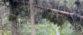 Varning för stormfällda träd i naturreservat