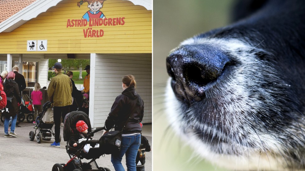 När turisterna har lämnat Astrid Lindgrens Värld blir parken istället arena för en SM-tävling i hundsport. 